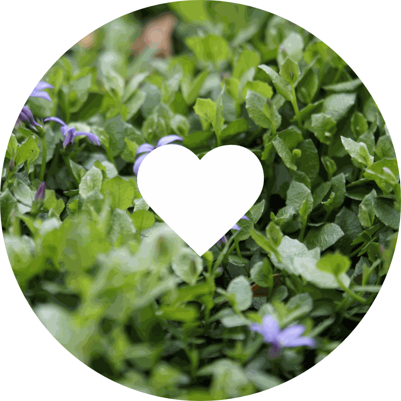 Home Ardmore Nurseries Ltd